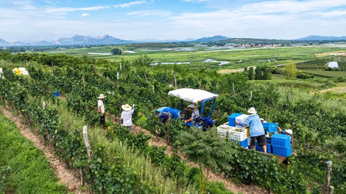 2025 Harvest Report of Chateau Nine Peaks